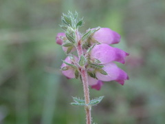 Erica ciliaris