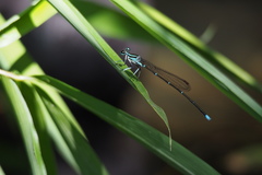 Pseudocopera annulata