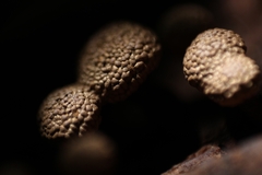 Tubifera microsperma