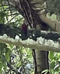 Chrysophlegma miniaceum