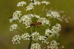 Aculeata