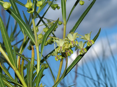 Gomphocarpus fruticosus
