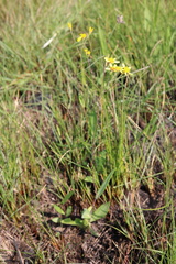 Senecio glaberrimus