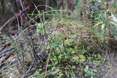 Lindsaea linearis