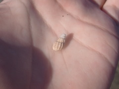 Ilyanassa trivittata