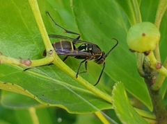 Vespula flaviceps