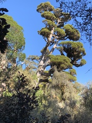 Libocedrus bidwillii