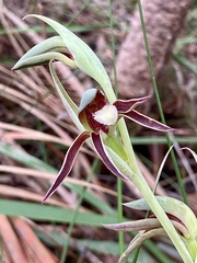 Lyperanthus serratus