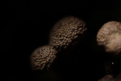 Tubifera microsperma