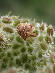 Ancyrosoma leucogrammes