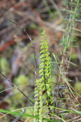 Lindsaea linearis