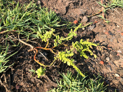 Chenopodium acuminatum