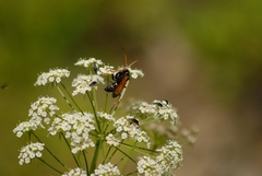Aculeata