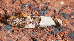 Monopis meliorella