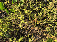 Chenopodium acuminatum