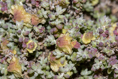 Maireana pyramidata