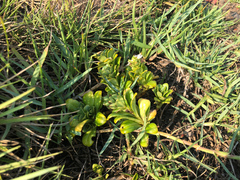 Lysimachia mauritiana