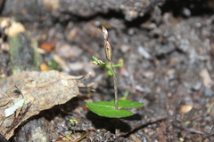 Acianthus sinclairii