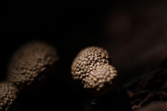 Tubifera microsperma