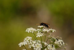 Aculeata