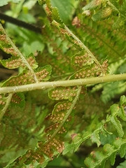 Dryopteris filix-mas