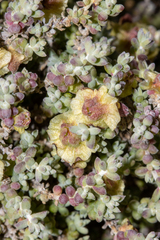 Maireana pyramidata