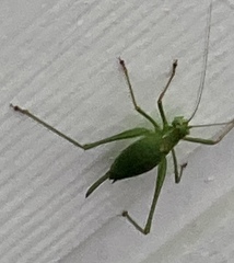 Leptophyes punctatissima