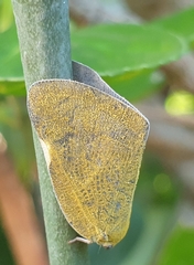 Ricania sublimata