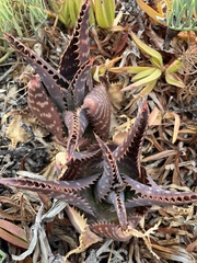 Aloe maculata