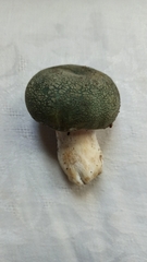 Russula virescens