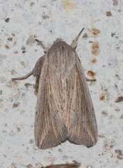 Mythimna riparia
