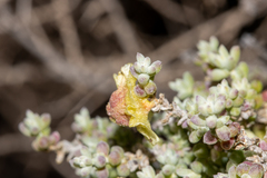 Maireana pyramidata