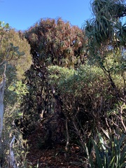 Dracophyllum traversii