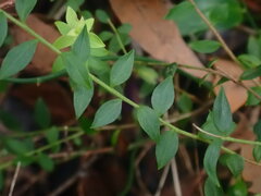 Platysace lanceolata