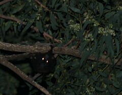 Pteropus alecto