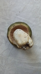 Russula virescens