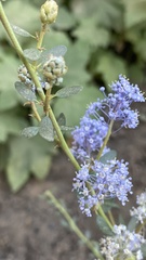 Ceanothus parvifolius