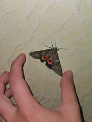 Catocala nupta