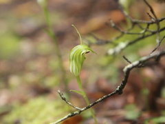 Pterostylis trullifolia