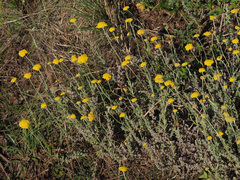 Helichrysum odoratissimum