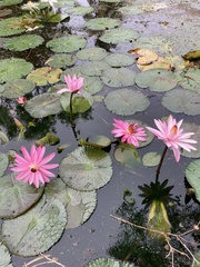 Nymphaea