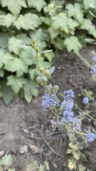 Ceanothus parvifolius