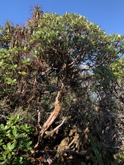 Macrolearia colensoi
