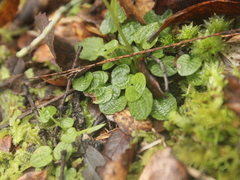 Pterostylis trullifolia