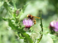 Volucella zonaria