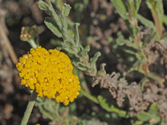 Helichrysum odoratissimum