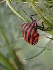 Graphosoma italicum italicum