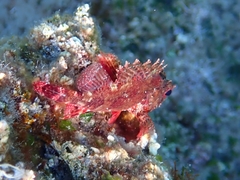 Scorpaena maderensis