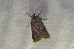 Agrotis bigramma