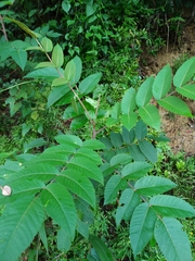 Rhus javanica
